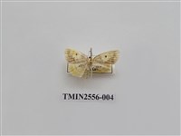 藏品(尺蛾51)的圖片